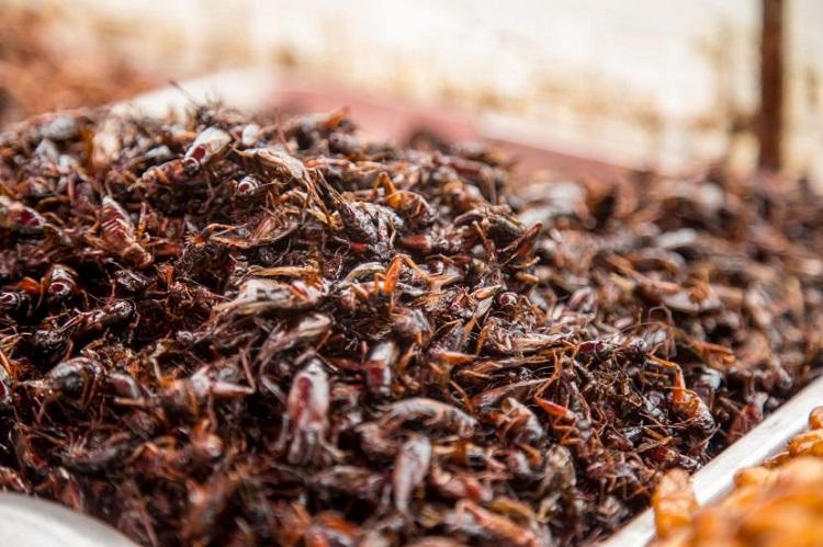 Ide Serangga Jadi Menu Makan Gratis, Komisi Fatwa MUI Tegas Bilang Satu Hewan Ini